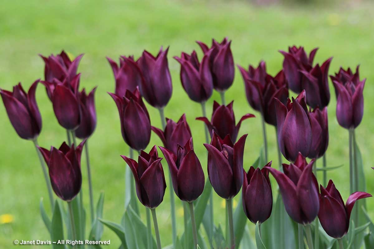 03-tulipa-burgundy