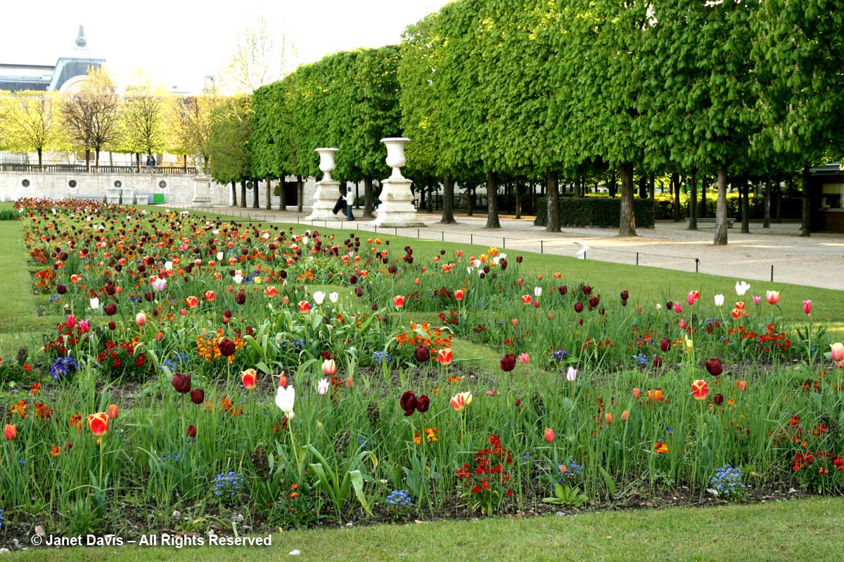05-tulipa-queen-of-night-tuileries