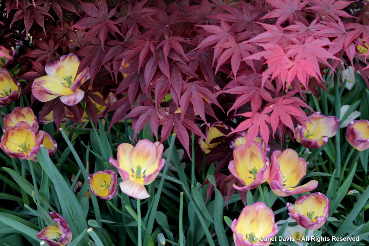 07-acer-palmatum-bloodgood-tulipa-boston