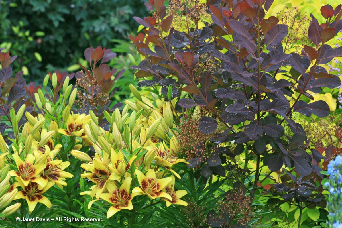 09-koffel-lilium-latvia-coppiced-cotinus