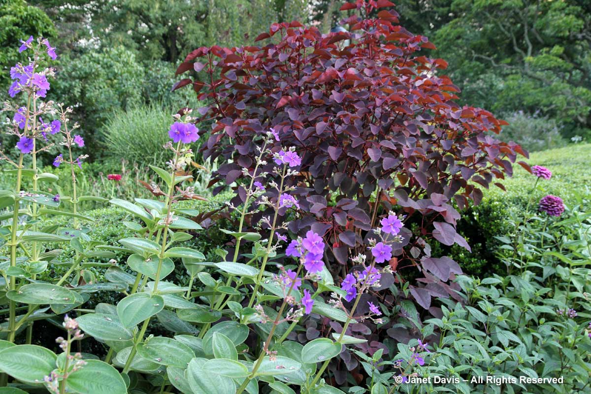 10-cotinus-tibouchina-urvilleana-conservatory-garden-ny