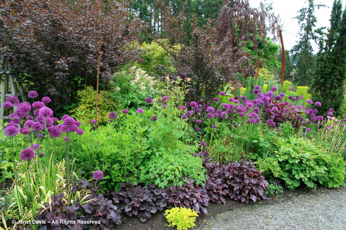 12-heuchera-amethyst-mist-physocarpus-diablo-horticutlure-centre-of-the-pacific