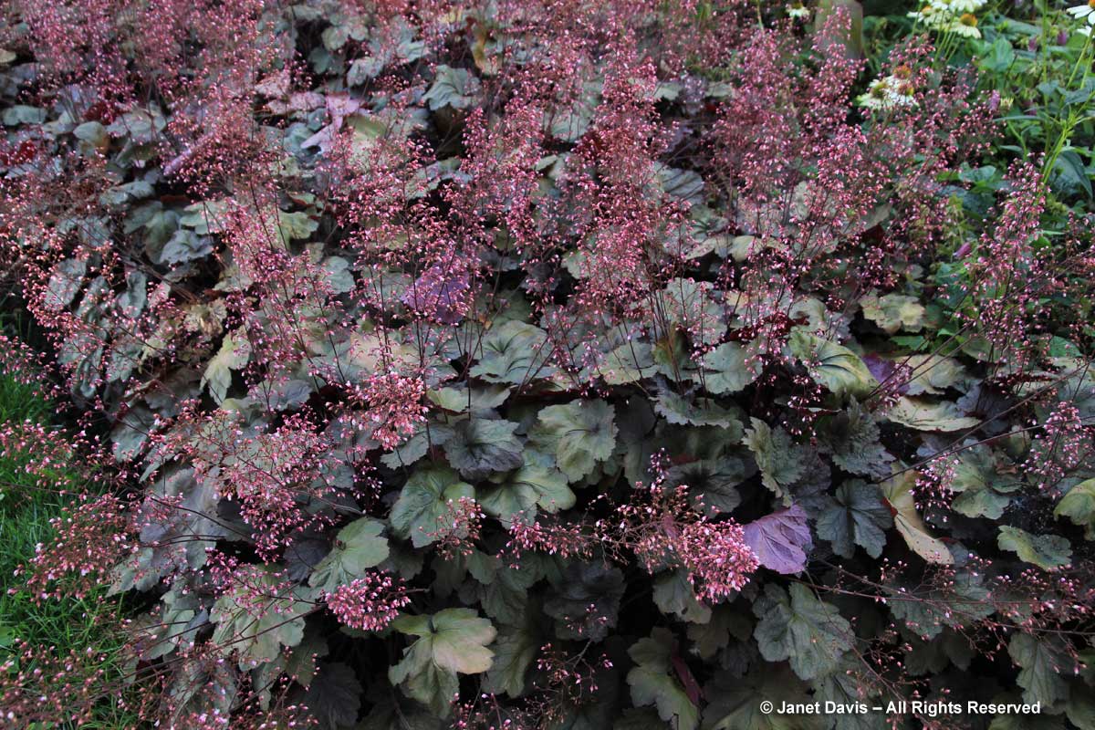 13-heuchera-micrantha-rachel