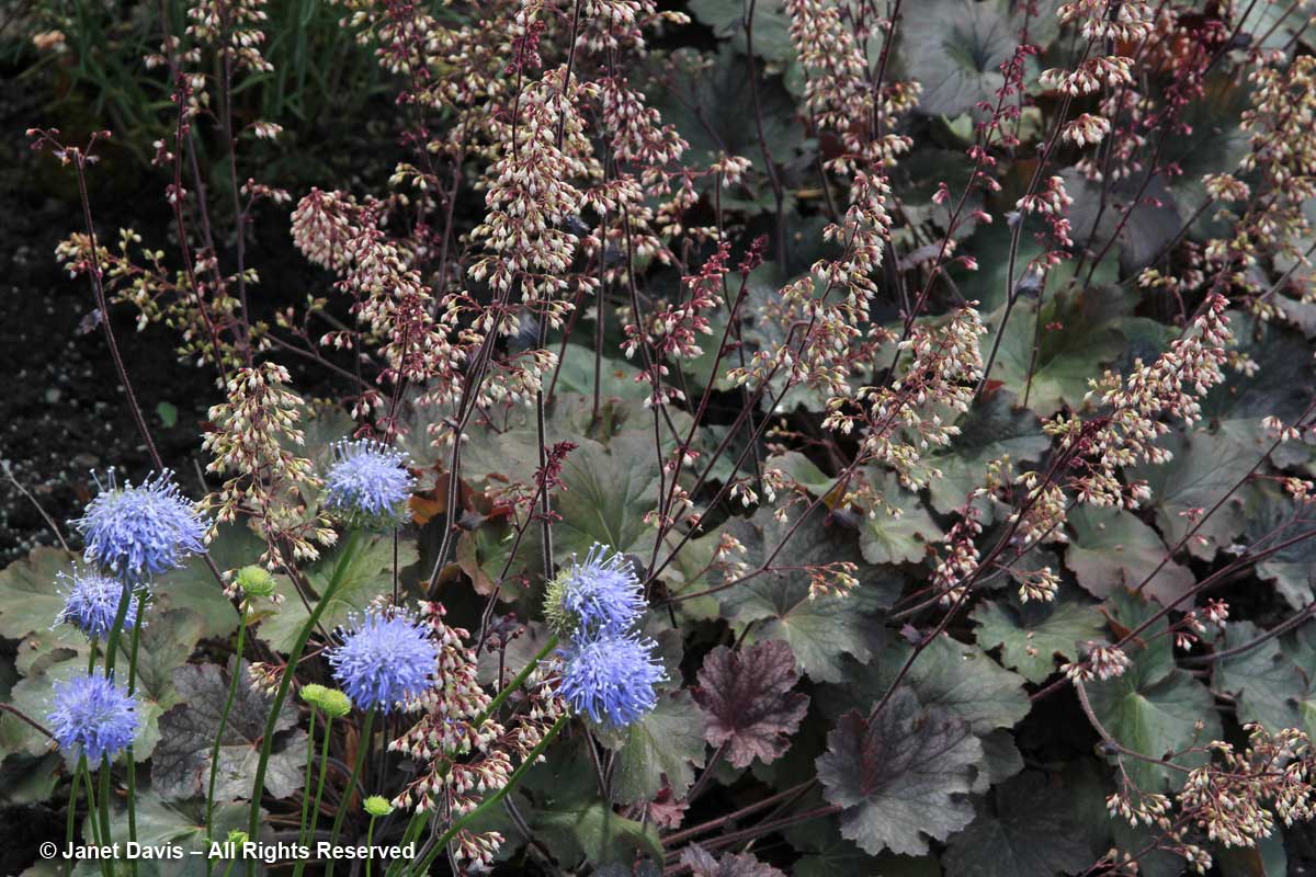 14-heuchera-pinot-noir-gilia-capitata