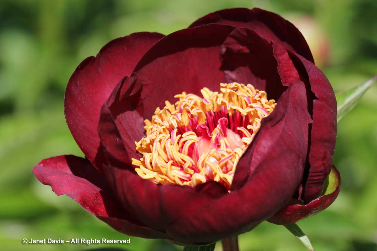 15-paeonia-chocolate-soldier