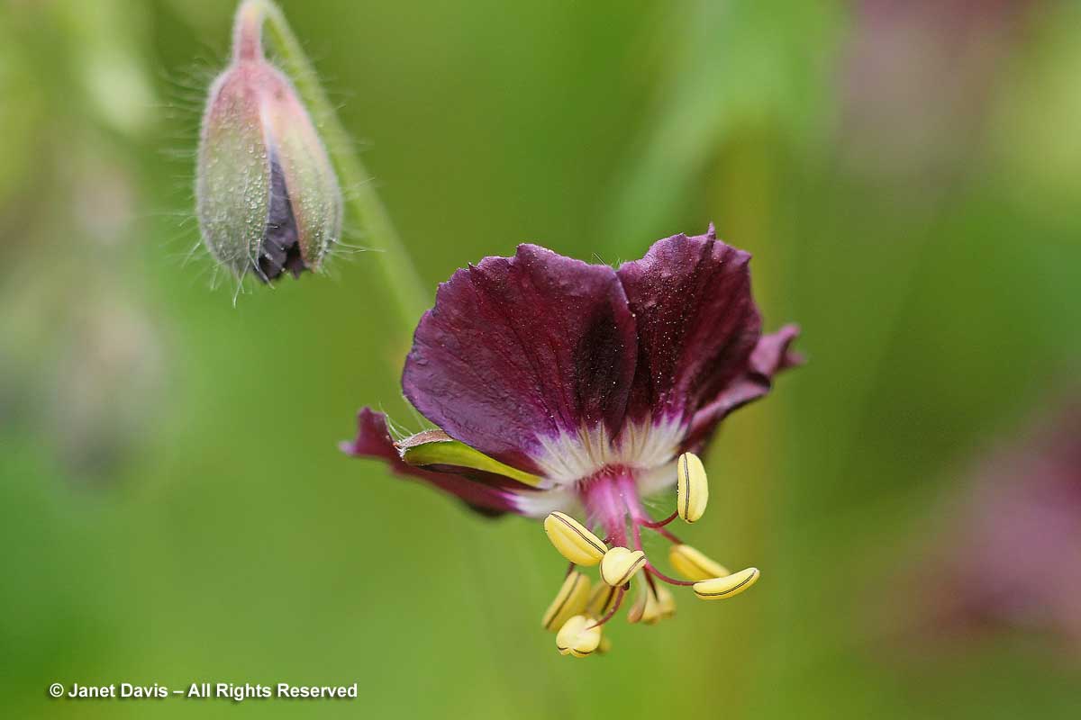 18-geranium-phaeum-mourning-widow
