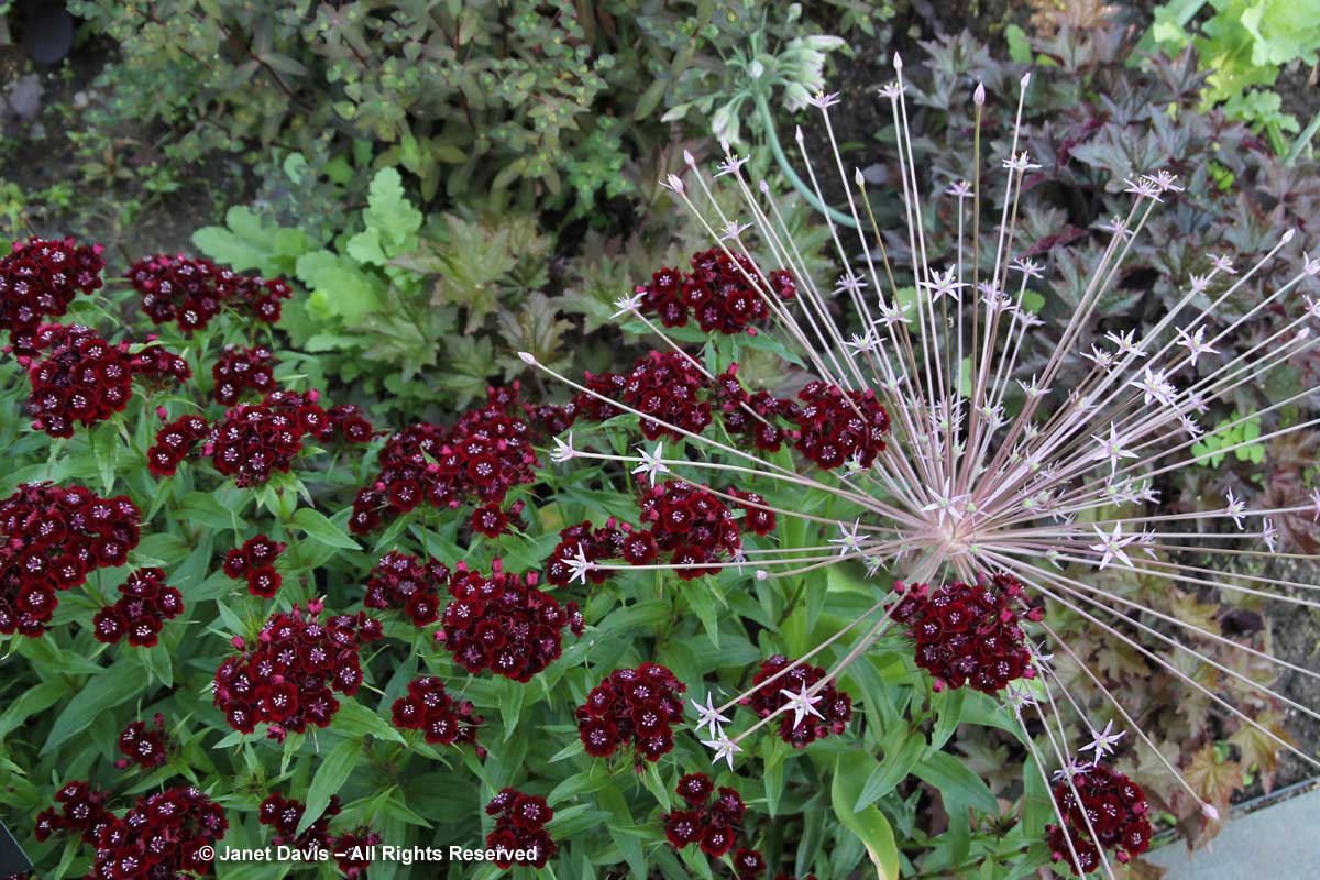 19-dianthus-barbatus-heart-attack-allium-schubertii-wave-hill