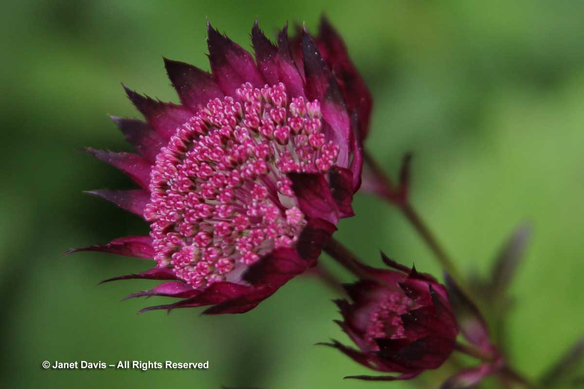 20-astrantia-major-hadspen-blood