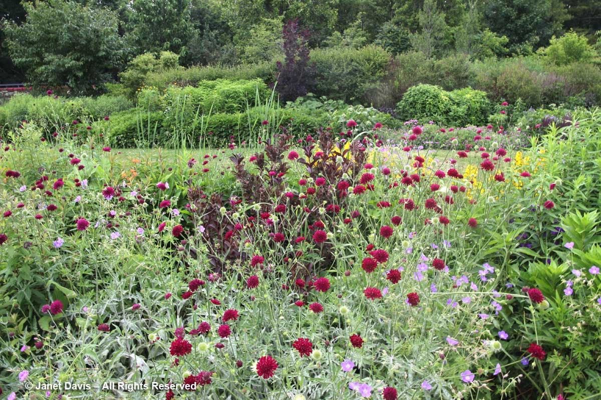 21-knautia-macedonica-toronto-botanical-garden