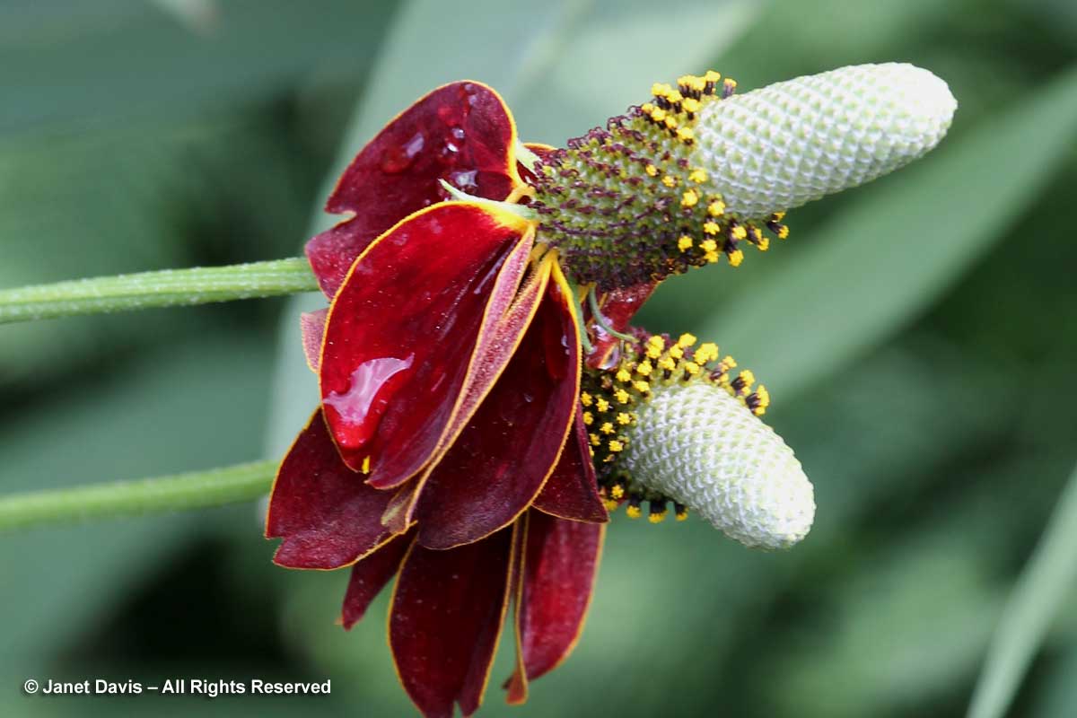 23-ratibida-columnifera