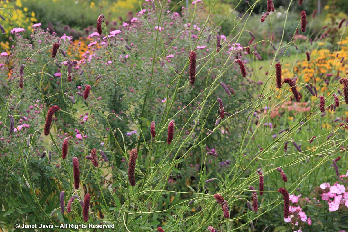 25-sanguisorba-tenuifolia-purpurea-toronto-botanical-garden