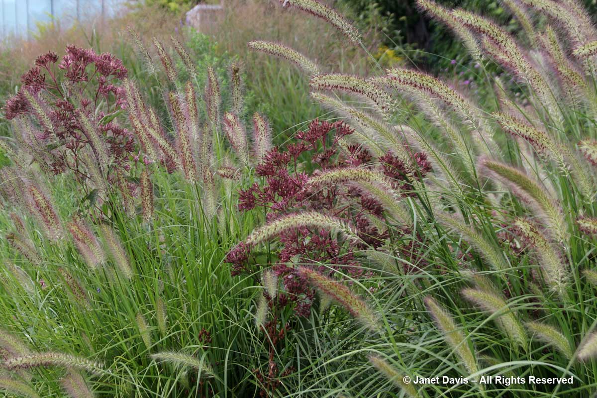 27-eutrochium-purpureum-ssp-maculatum-pennisetum-alopecuroides