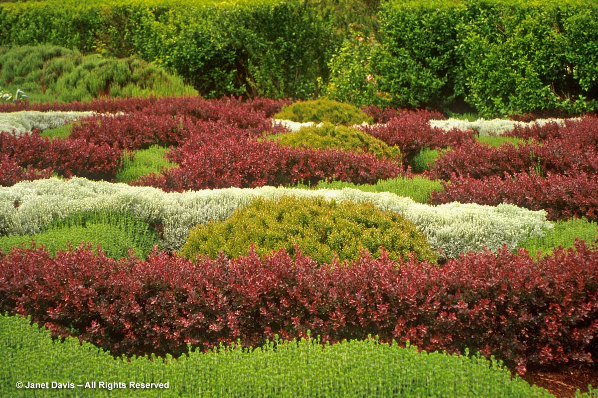 28-berberis-knot-garden-filoli