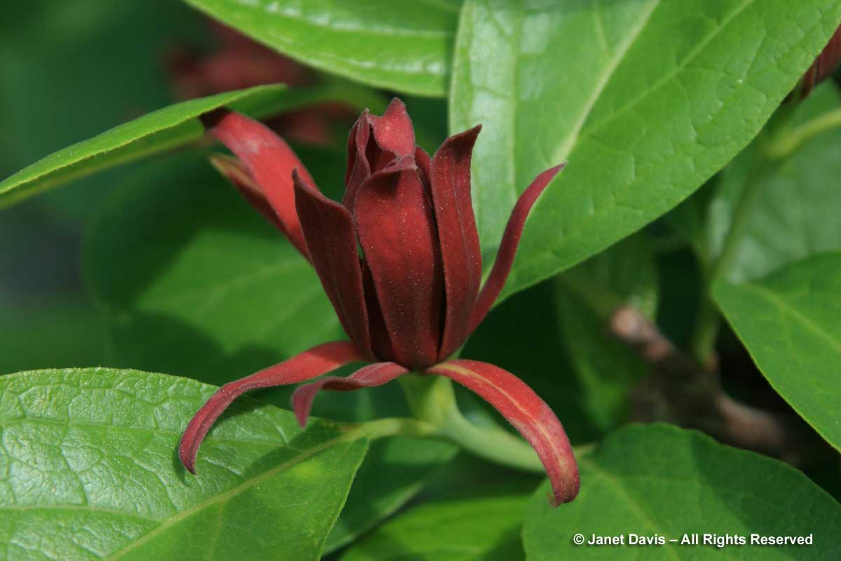 29-calycanthus-floridus-carolina-allspice