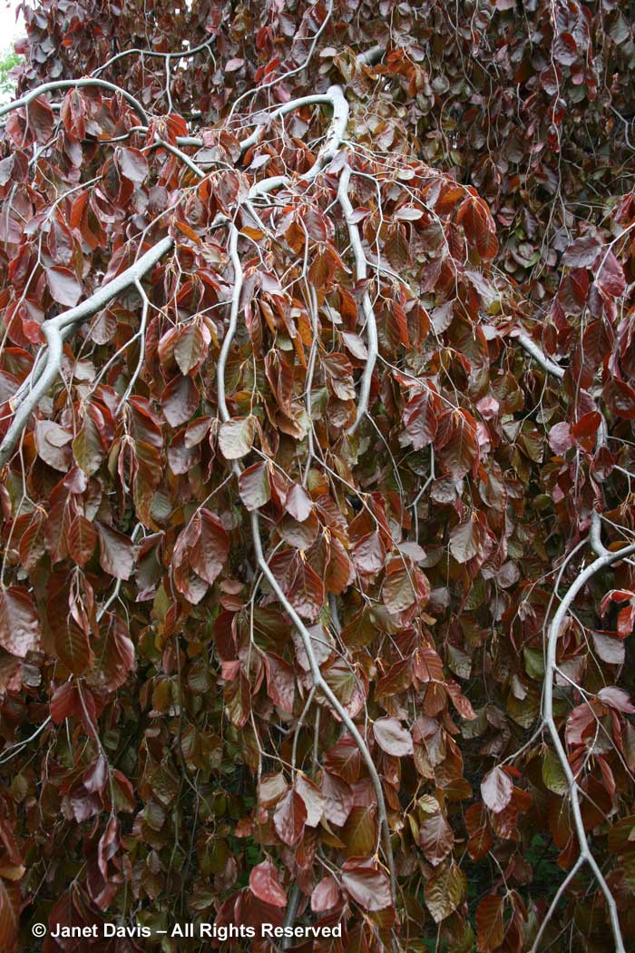 30-fagus-sylvatica-purpurea-weeping-copper-beech