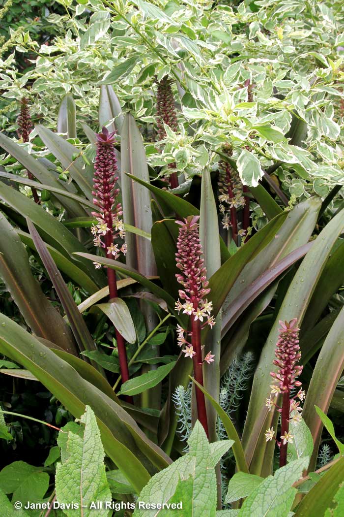 31-eucomis-comosa-oakhurst-pineapple-lily
