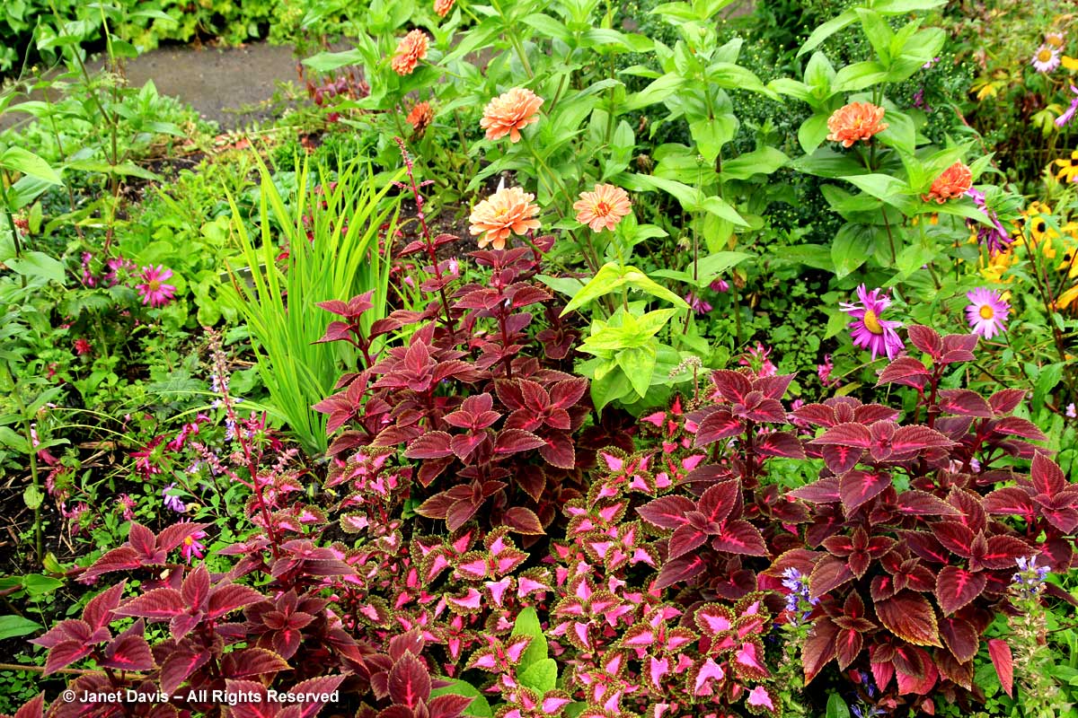 32-plectranthus-wizard-velvet-red-china-asters