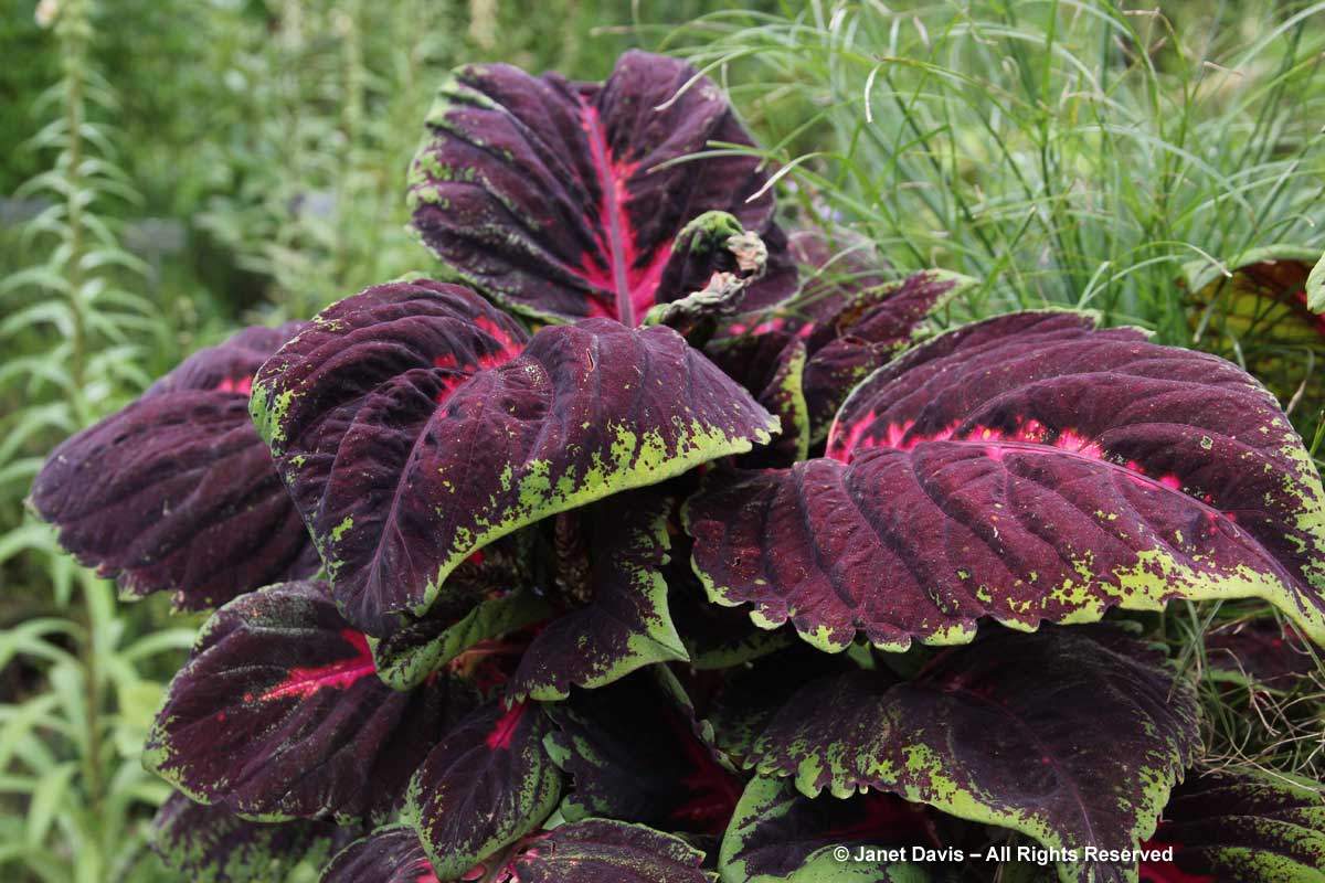 33-plectranthus-scutellarioides-kong-red