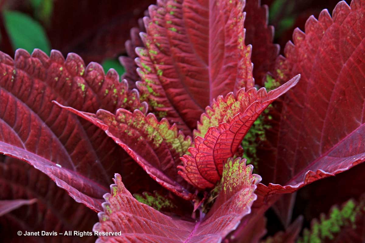 35-Plectranthus scutellarioides 'Big Red Judy'