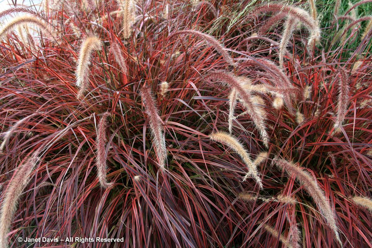 36-pennisetum-setaceum-fireworks