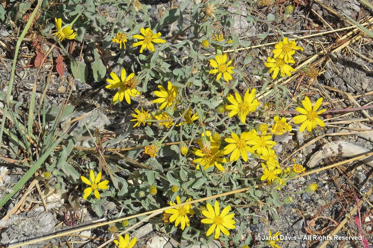 37-eriophyllum-lanatum-wooly-sunflower-yellowstone