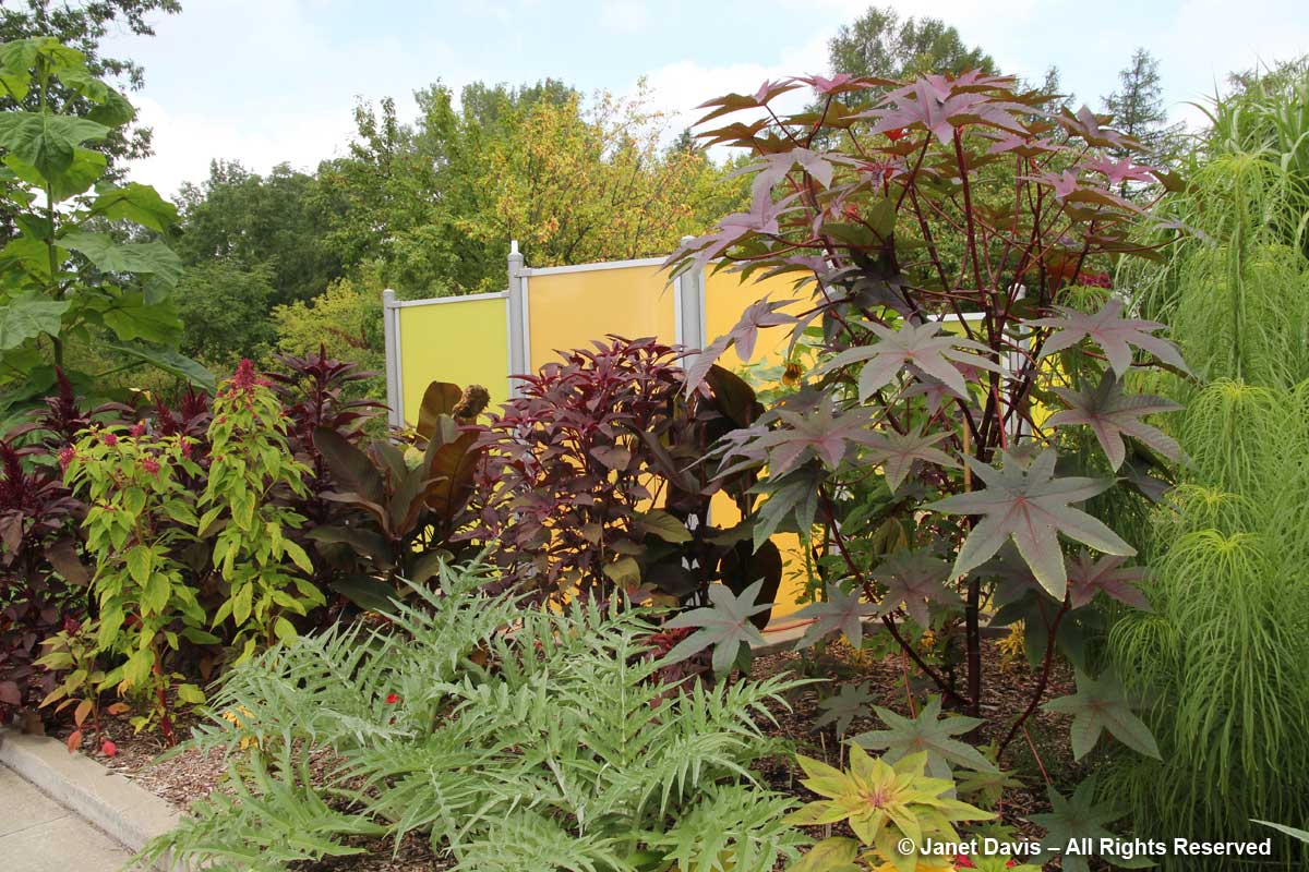 38-wine-colored-foliage-montreal-botanical-garden