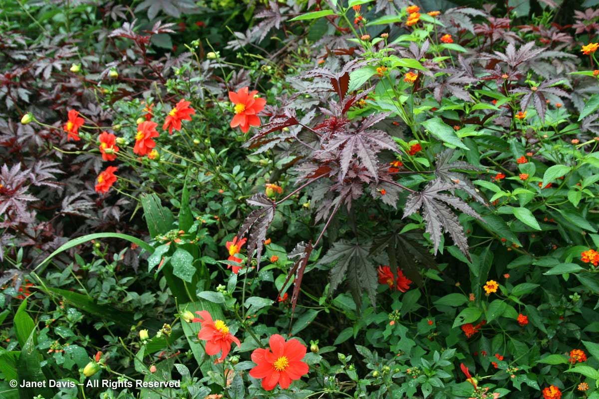 40-hibiscus-acetosella-dahlia-montrose