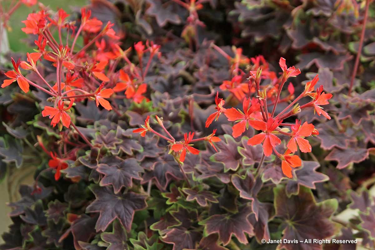 43-pelargonium-vancouver-centennial