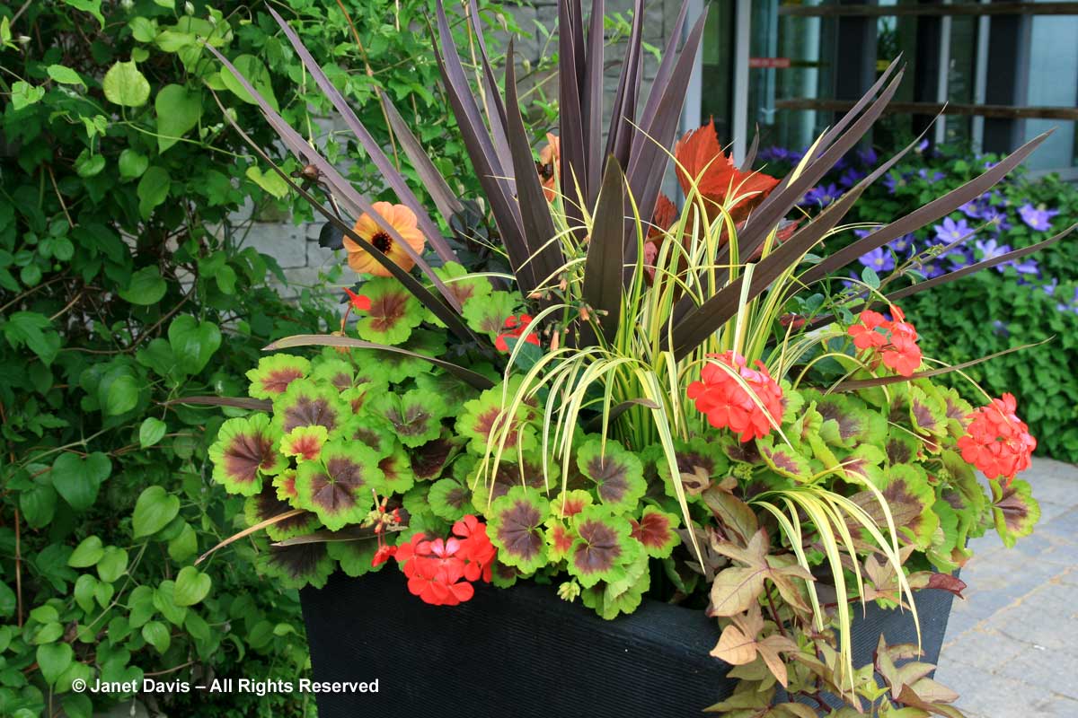 44-cordyline-red-star-toronto-botanical-garden