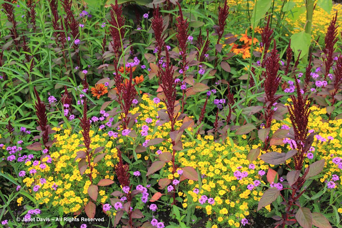 45-amaranthus-cruentus-tagetes-verbena-rigida-van-dusen