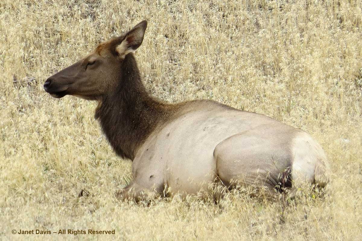 46-elk-cow-yellowstone