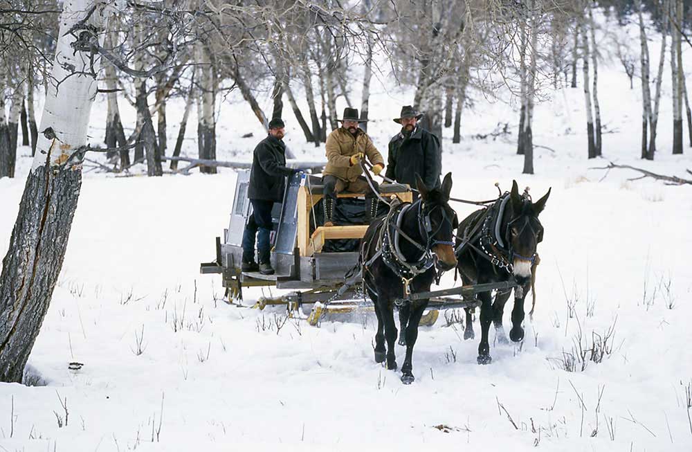 69-bobsled-wolf-introduction-1995-yellowstone