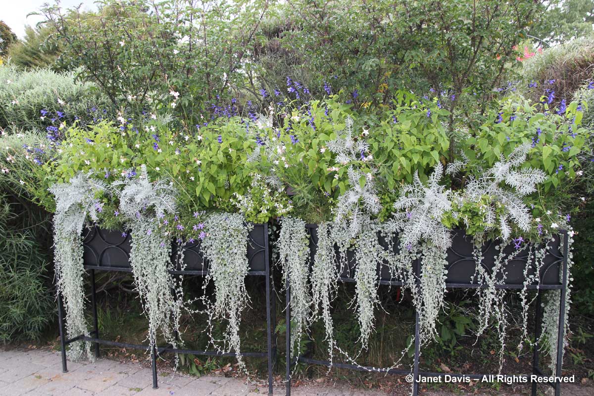 dichondra-argentea-centaurea-gymnocarpa-colchester-white-toronto-botanical-garden