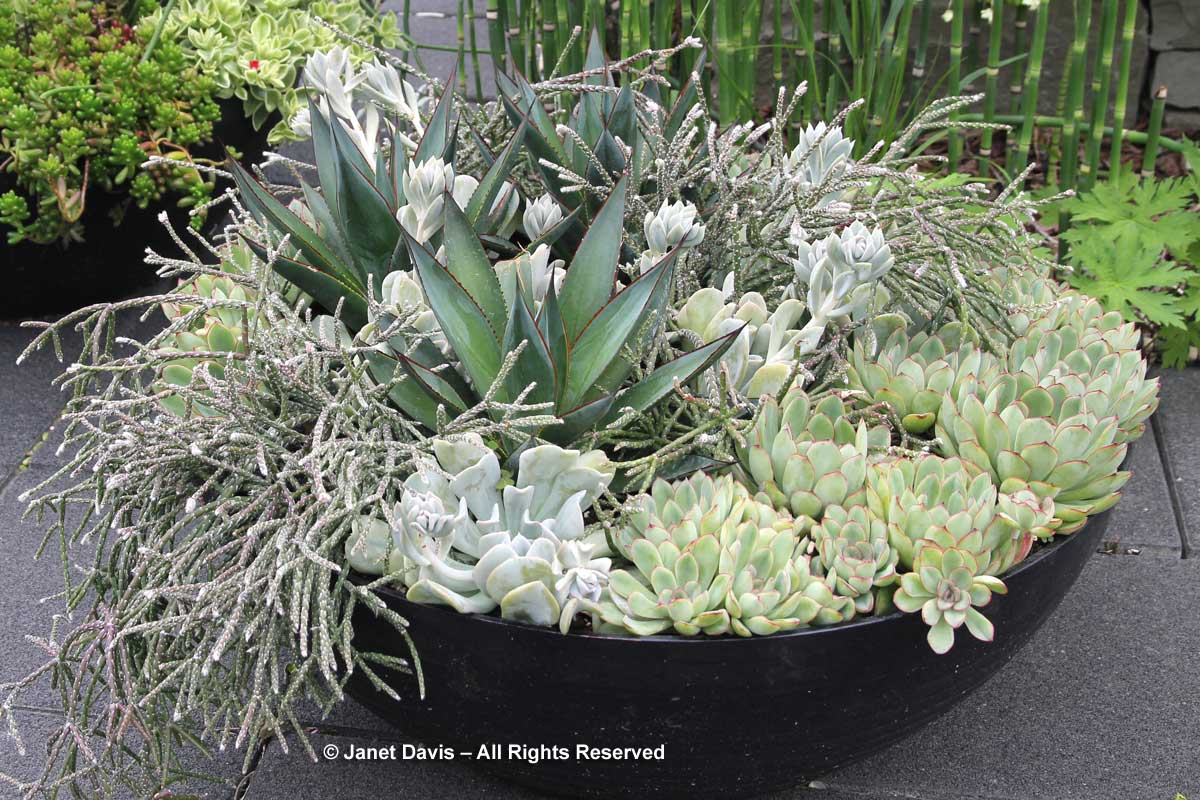 silver-succulents-toronto-botanical-garden