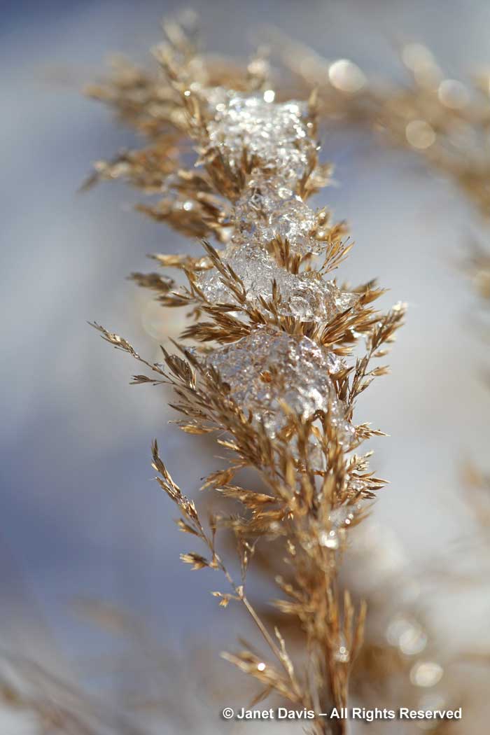 calamagrostis-brachytricha-korean-feather-grass-ice