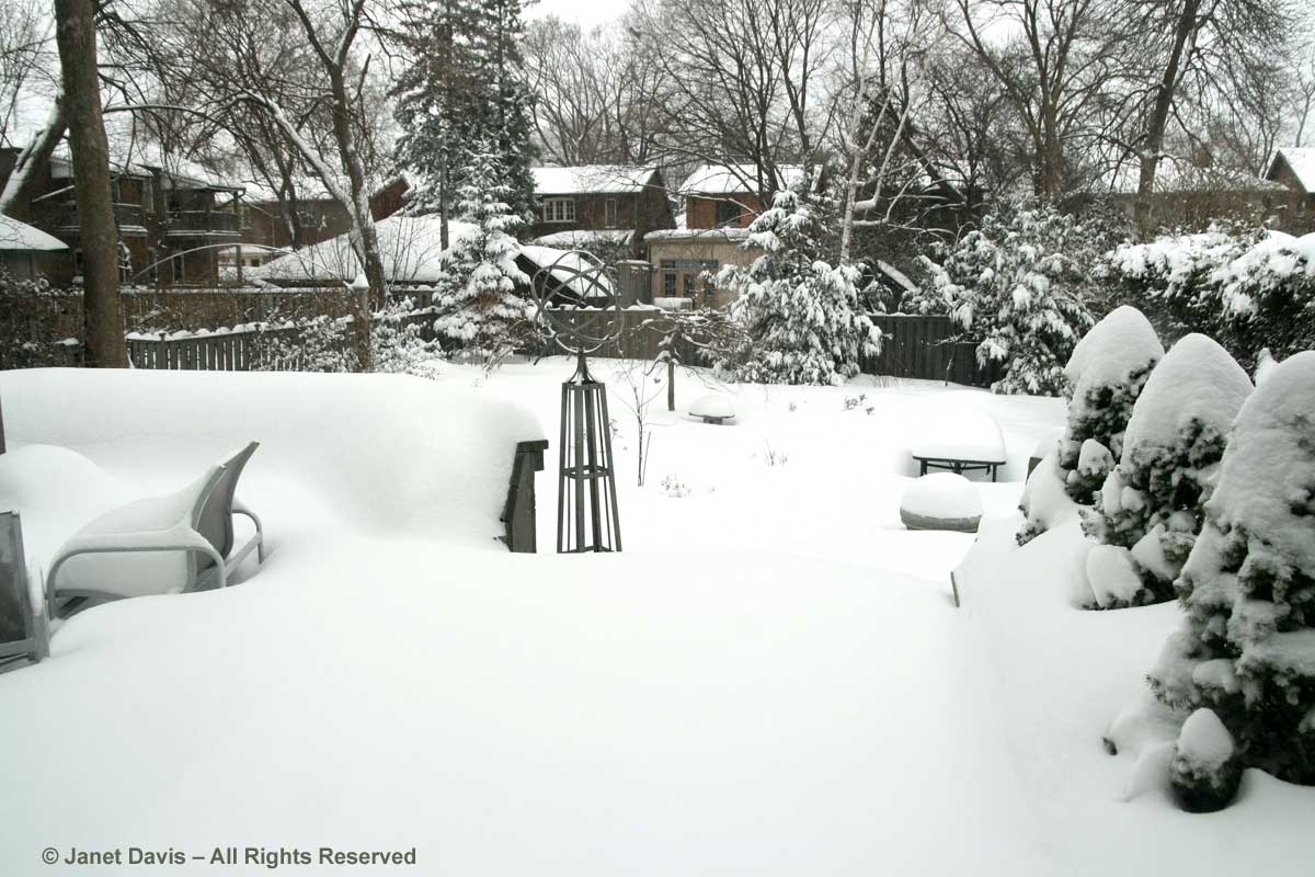 janet-davis-back-garden-in-snow