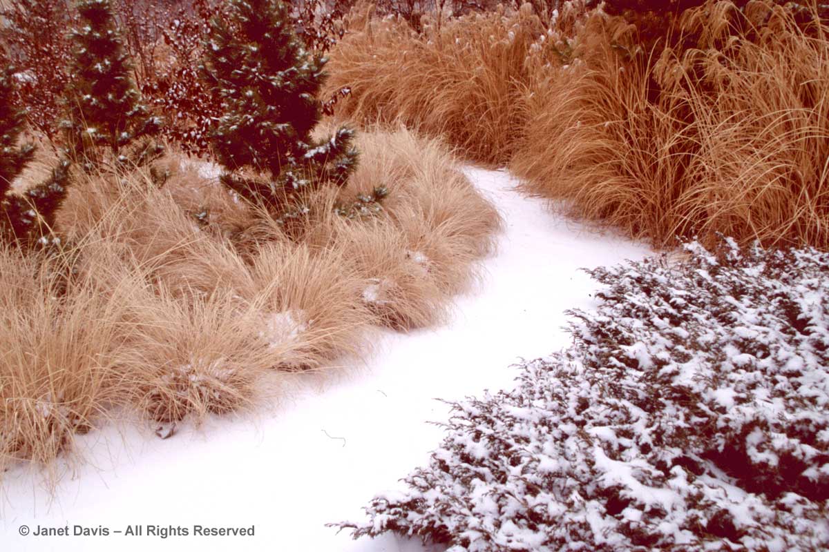 music-garden-pennisetum-miscanthus-winter