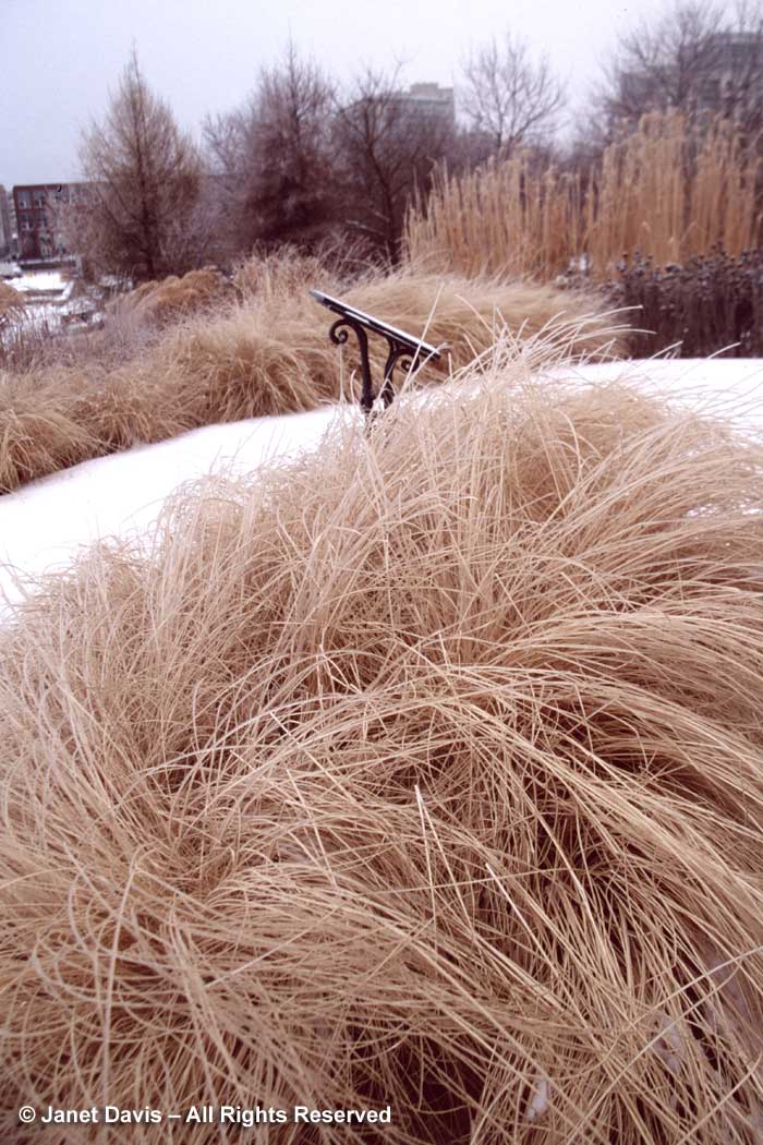 pennisetum-hameln-music-garden-winter