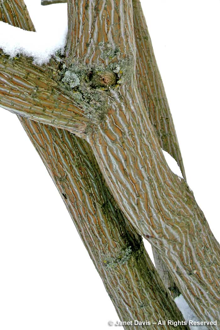 Acer davidii-Pere David's maple-winter trunk