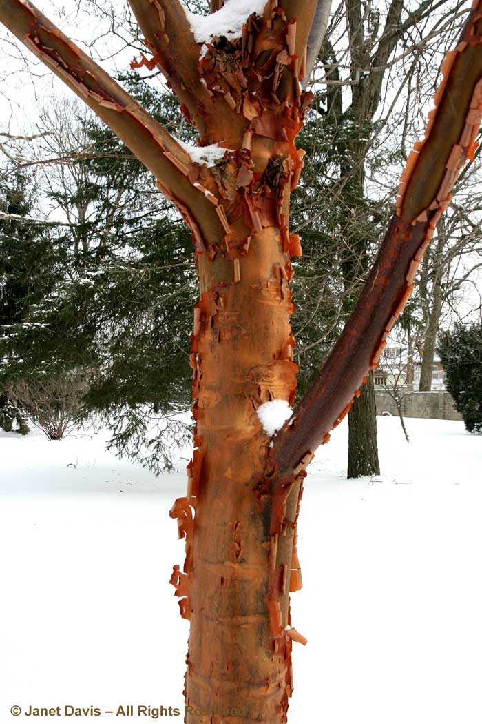 Acer griseum-Paperbark maple-winter-bark