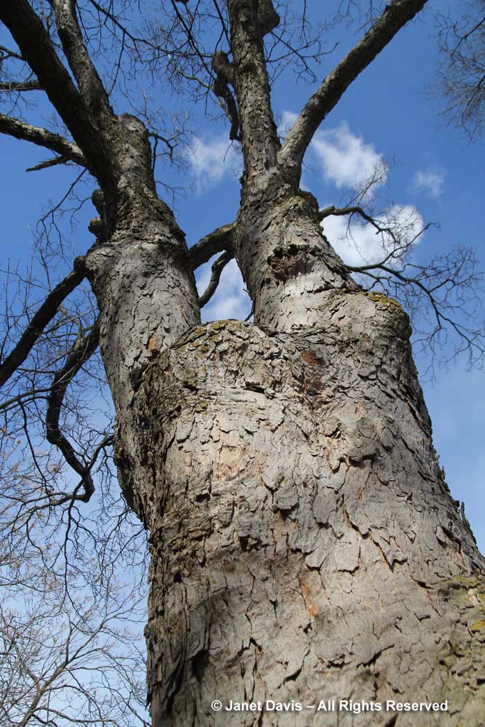 Acer pseudoplatanus-Sycamore maple-winter bark
