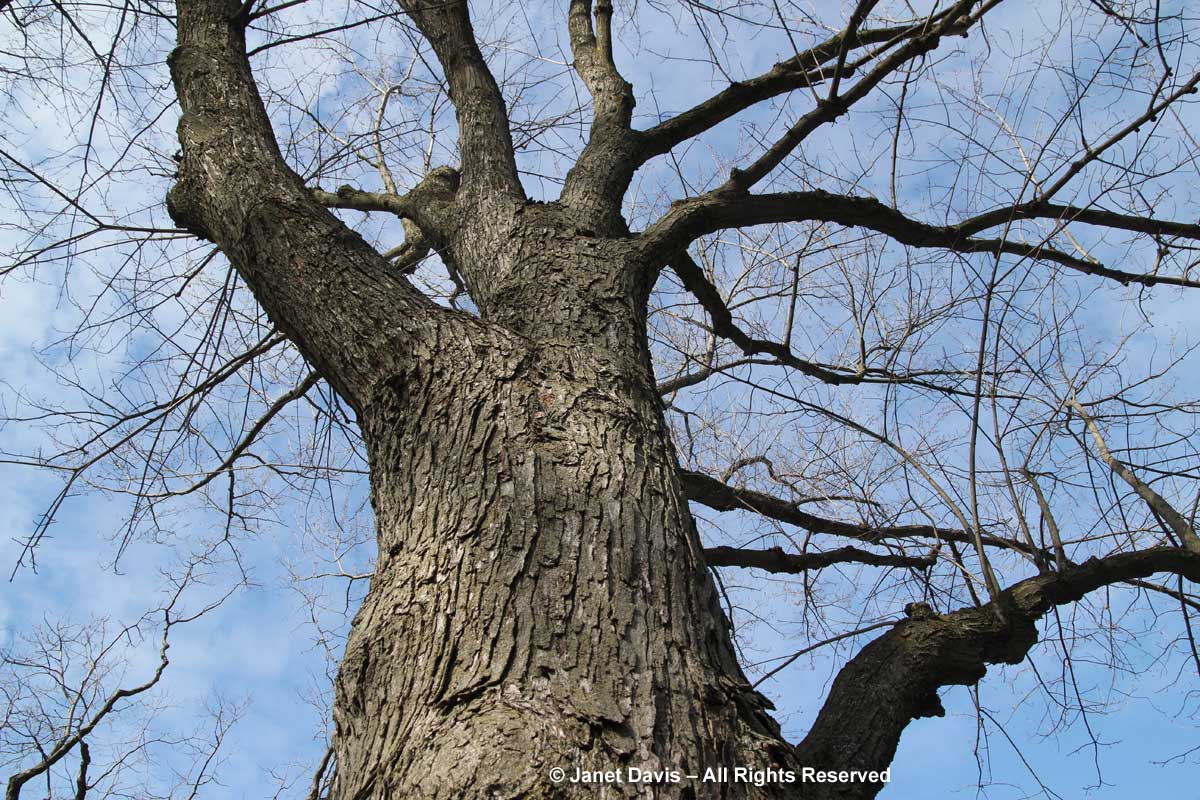 Acer saccharinum-silver maple-winter-bark