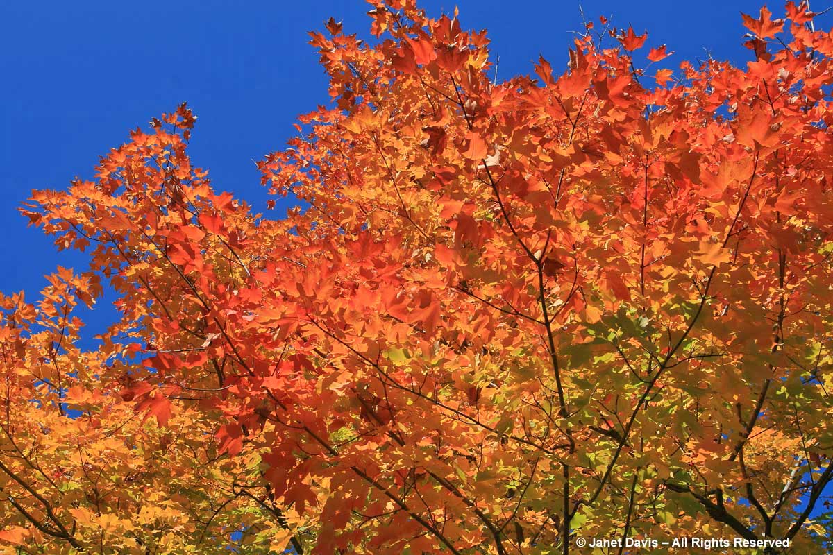 Acer saccharum-Sugar maple-fall colour