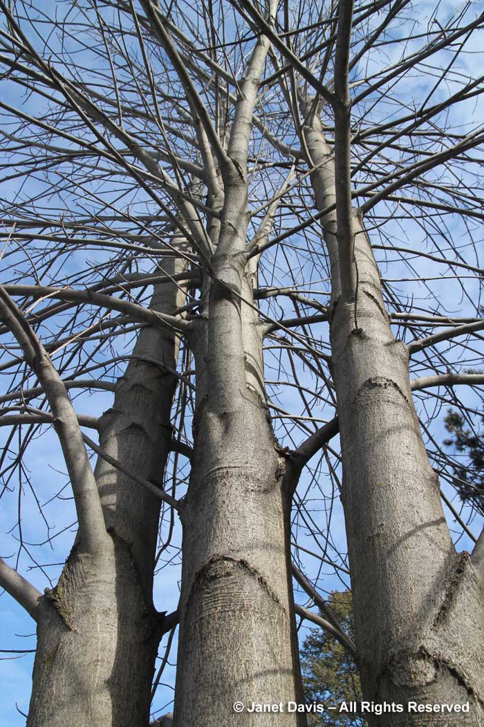 Aesculus flava-yellow buckeye-winter-bark-trunk
