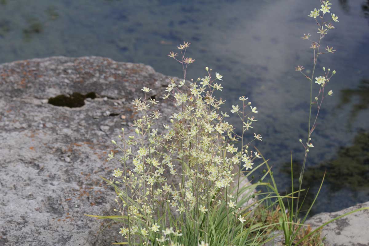 Anticlea elegans-Death camas-Alpinum-Alpine-Montreal Botanical