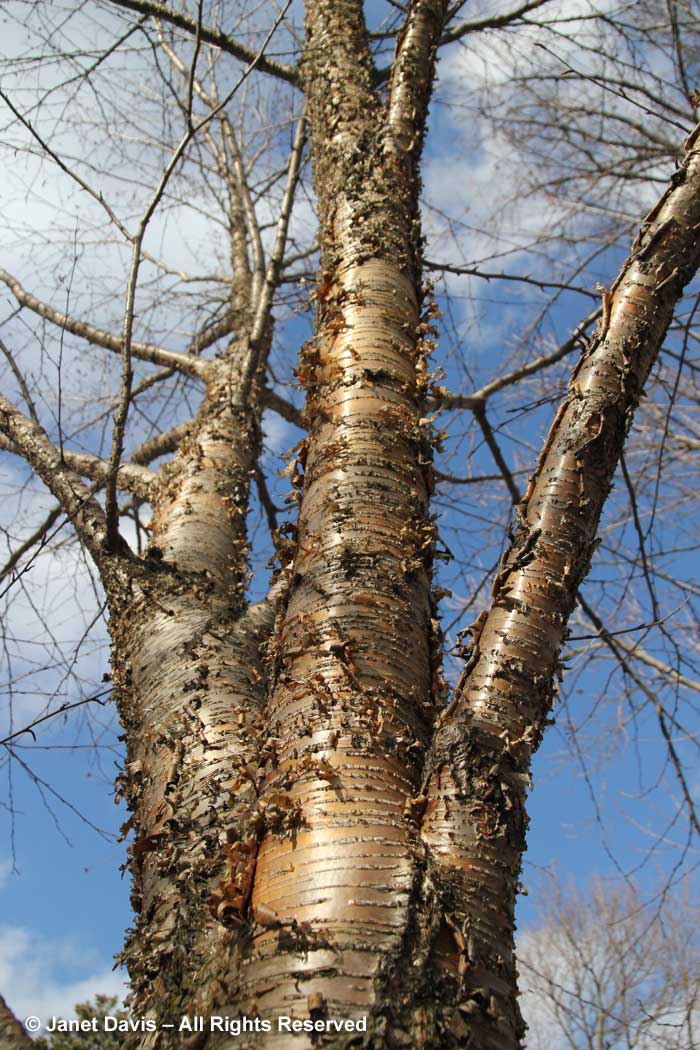 Betula alleghaniensis-yellow birch-trunk-bark-winter