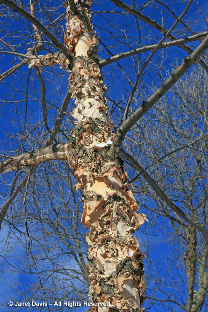 Betula ermanii-Erman's birch-bark-trunk-winter