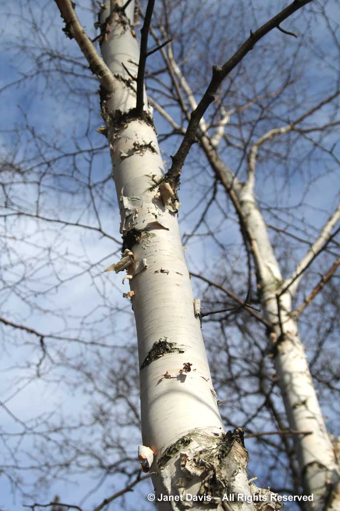 Betula jacquemontii-Himalayan birch-winter bark