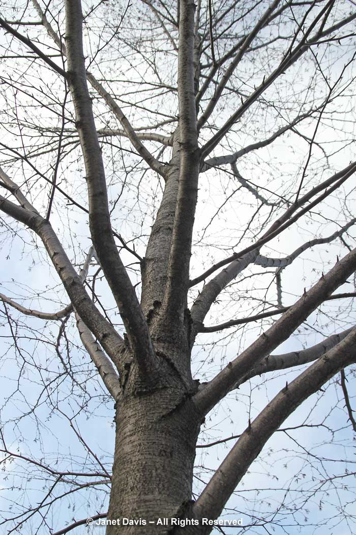 Betula lenta-cherry birch-winter bark