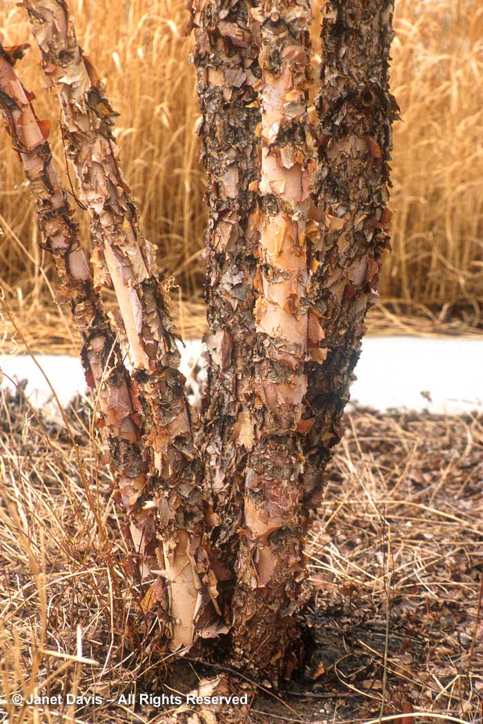 Betula nigra-river birch-winter-bark